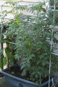 Cherry Tomato Plants in a Grow Box